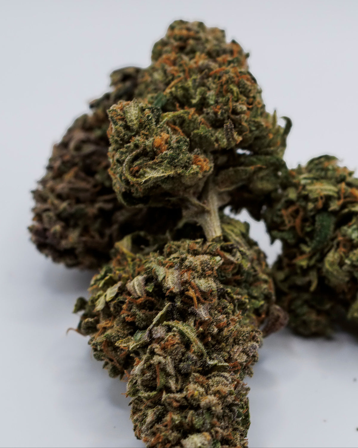 Close-up of dried cannabis buds on a white background